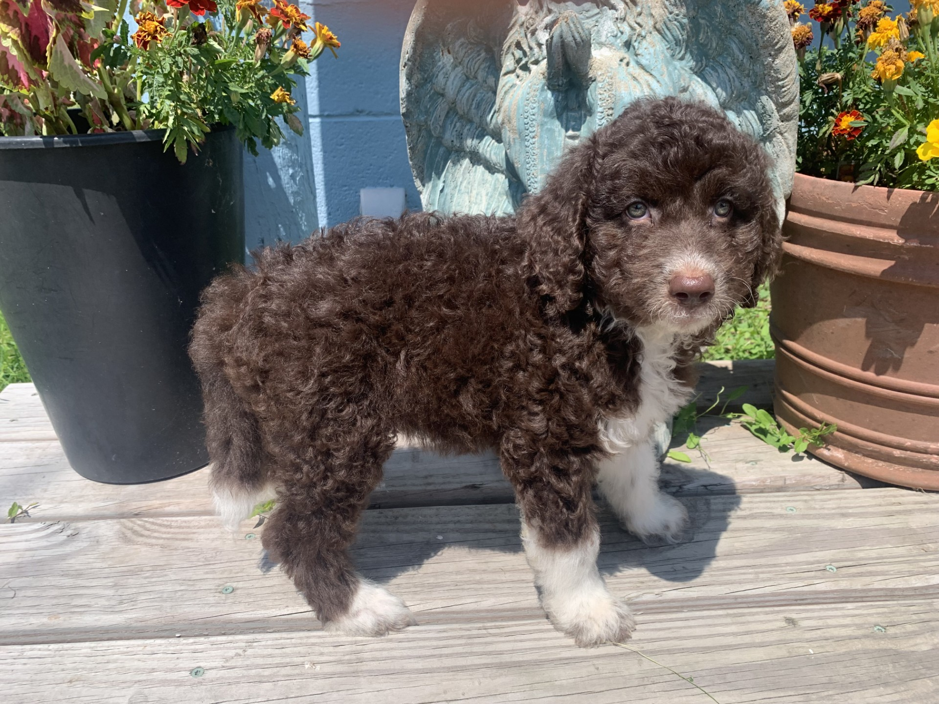 Mini Bernie-doodle pups arriving April 15. $899-$999