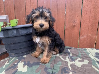 F Yorkie-poo $799