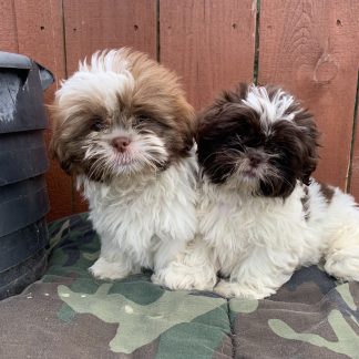 Shih-tzu females $899