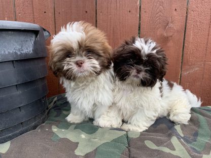 Shih-tzu females $899