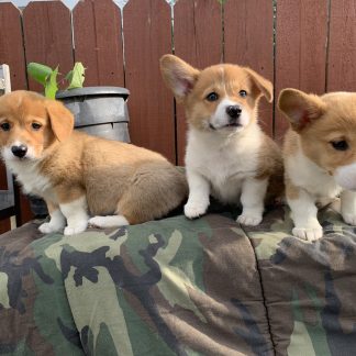 Welsh Corgis $899!!