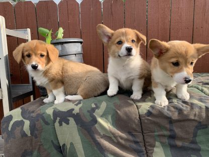 Welsh Corgis $899!!