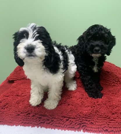 Cockapoo F $799 plus mention this ad and get $75 in free pet supplies with pup!