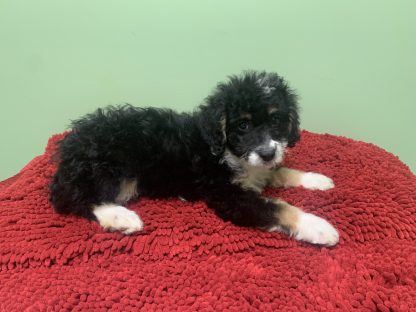F  Micro-mini Berniedoodle $899