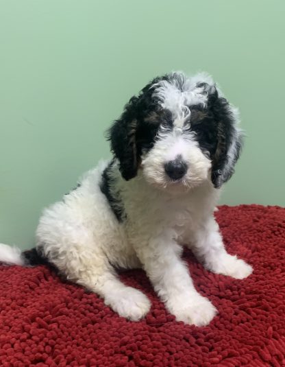 Male Micro-mini Berniedoodle $899