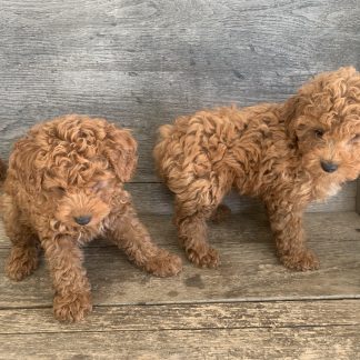 Mini Goldendoodles $899