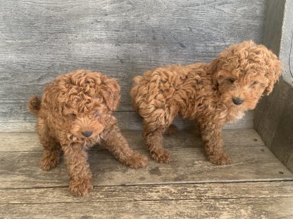 Mini Goldendoodles $899
