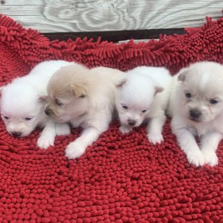 Pomeranians coming Oct 21, 2025. $899