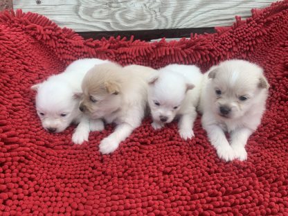 Pomeranians coming Oct 21, 2025. $899