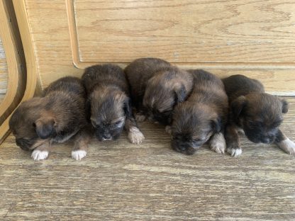Shorkies ( Shih-tzu Yorkies) coming Sept 23, $799- $899