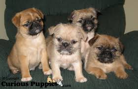 Yorkie-pug puppies coming Sept 30 $799- $899