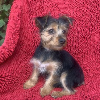 Charlsie the Shorkie $699!
