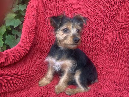 Charlsie the Shorkie $699!