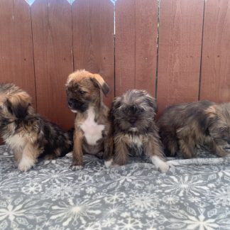 Shihtzu- Yorkies (Shorkies!) $899