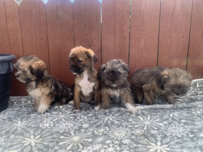 Shihtzu- Yorkies (Shorkies!) $899