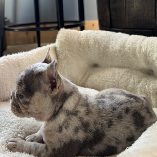 Female AKC French Bulldog $2399 coming Oct 21, 2025