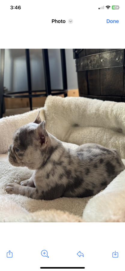 Female AKC French Bulldog $2399 coming Oct 21, 2025