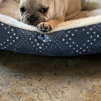 Male lilac AKC French bulldog arriving Oct 21, $2399