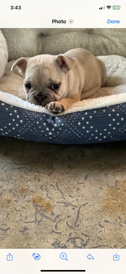 Male lilac AKC French bulldog arriving Oct 21, $2399