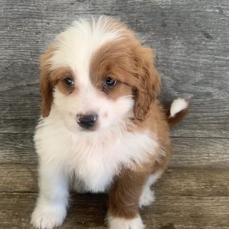 Female Mini Berniedoodle $899