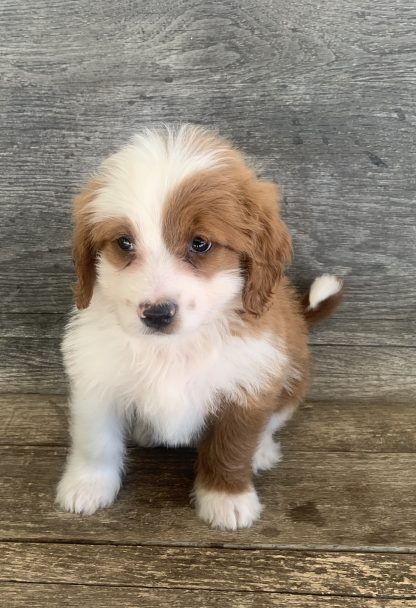 Female Mini Berniedoodle $899