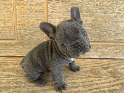 AKC Blue male French Bulldog $2199.00