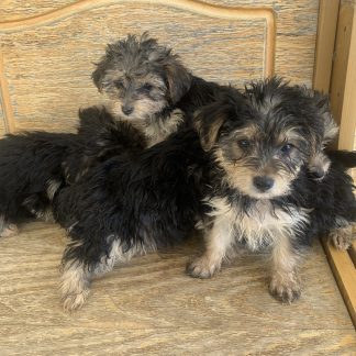 Yorkie-poos $899