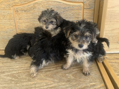 Yorkie-poos $899