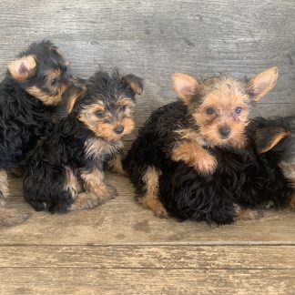 Yorkies, M & F $999- $1099 ( for tiny female)