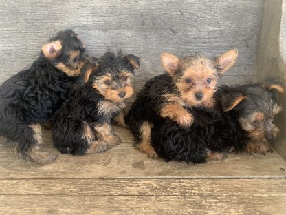 Yorkies, M & F $999- $1099 ( for tiny female)