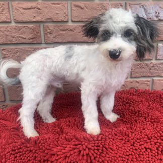 M Havanese-mini poodle $799