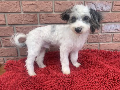 M Havanese-mini poodle $799