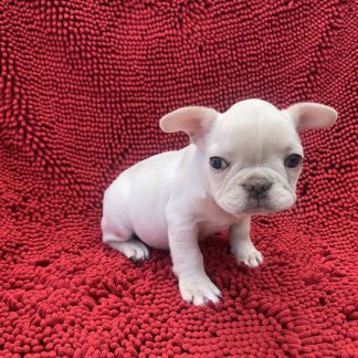 French bulldog Male AKC  $2399