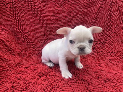 French bulldog Male AKC  $2399