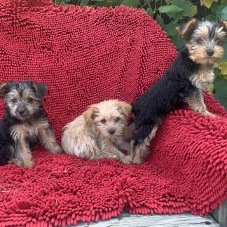 Yorkie-Havanese puppies all females $899