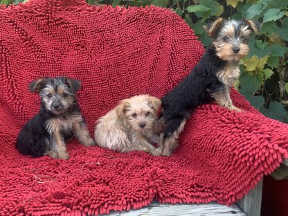Yorkie-Havanese puppies all females $899
