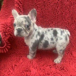 Female AKC lilac merle Frenchie $2399