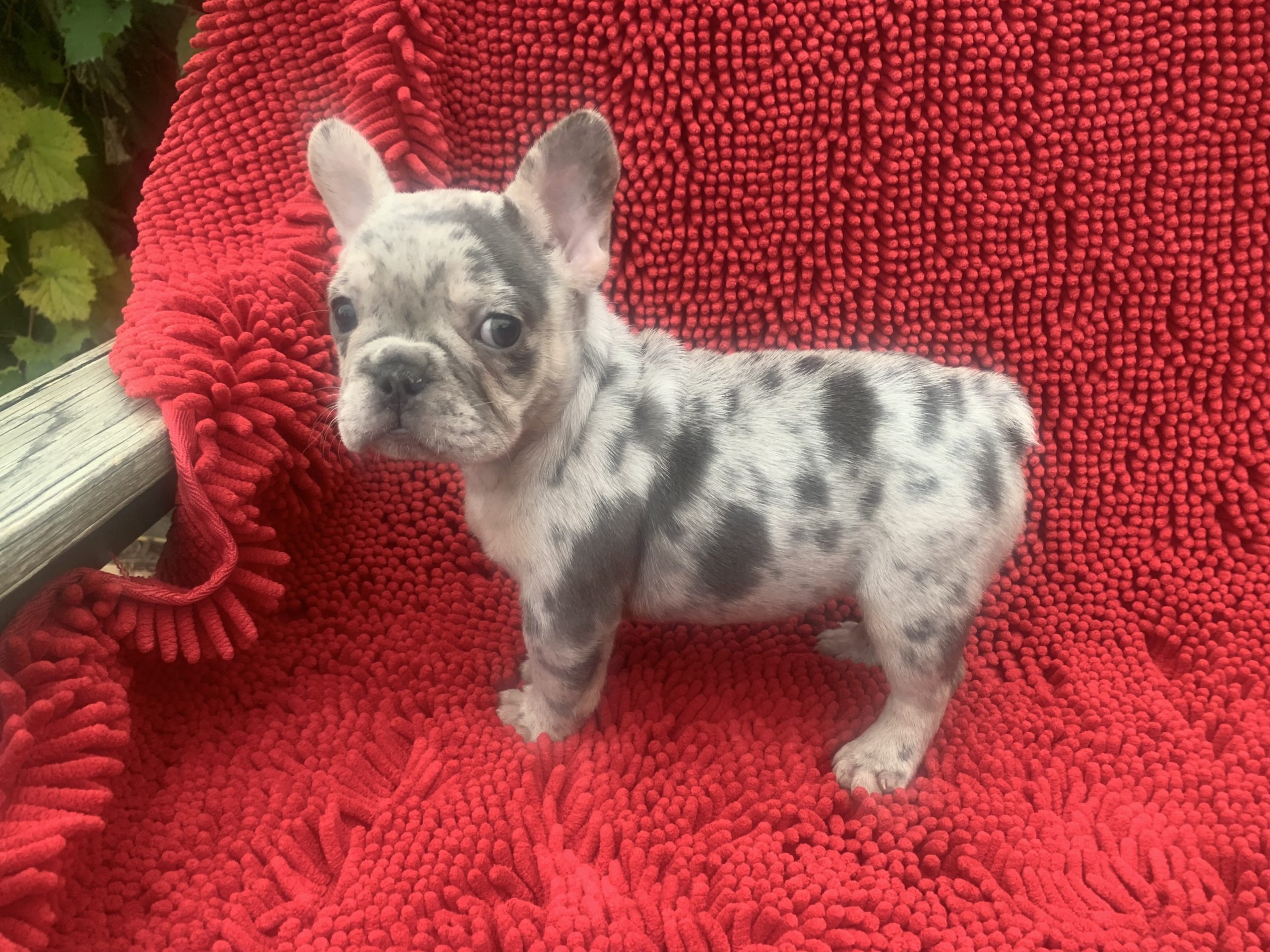 Female AKC lilac merle Frenchie $2399