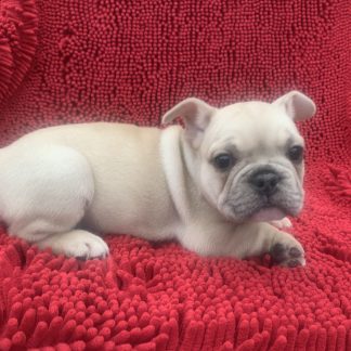 Male AKC Frenchie $2299