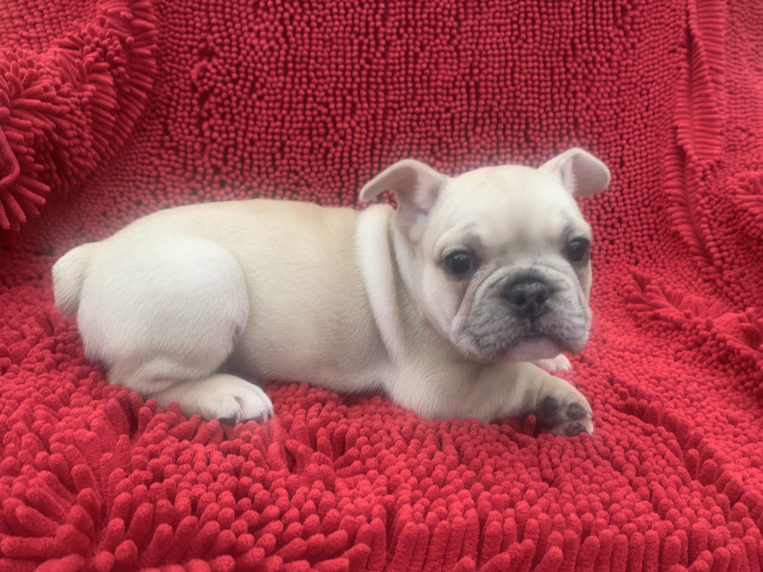 Male AKC Frenchie $2299