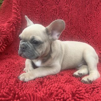 AKC Male Frenchie born 7-26-25 $1999