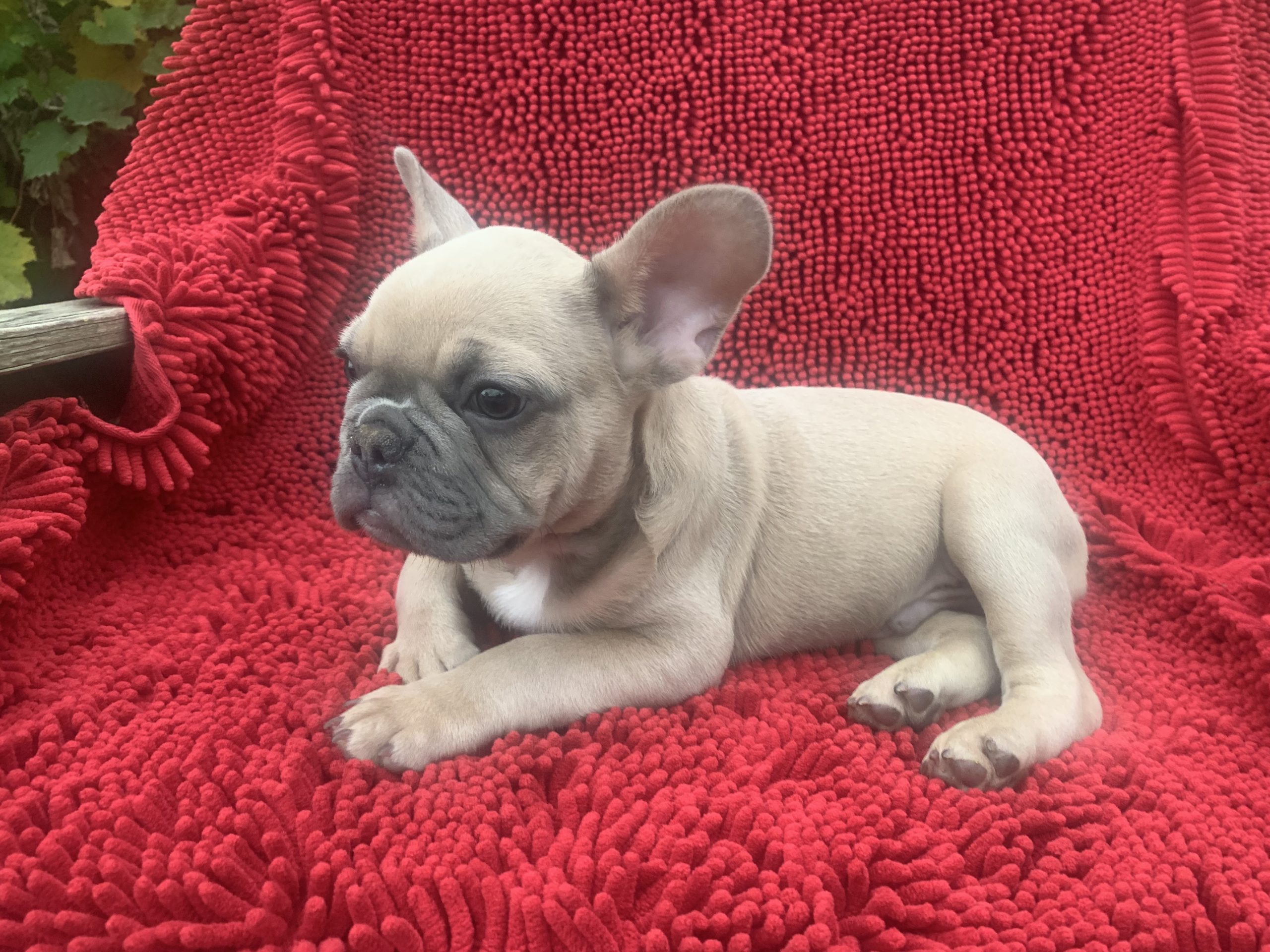 AKC Male Frenchie born 7-26-25 $1999