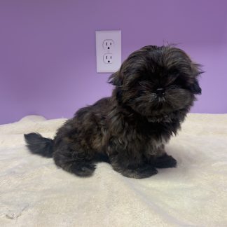 Shihtzu brindle male $799