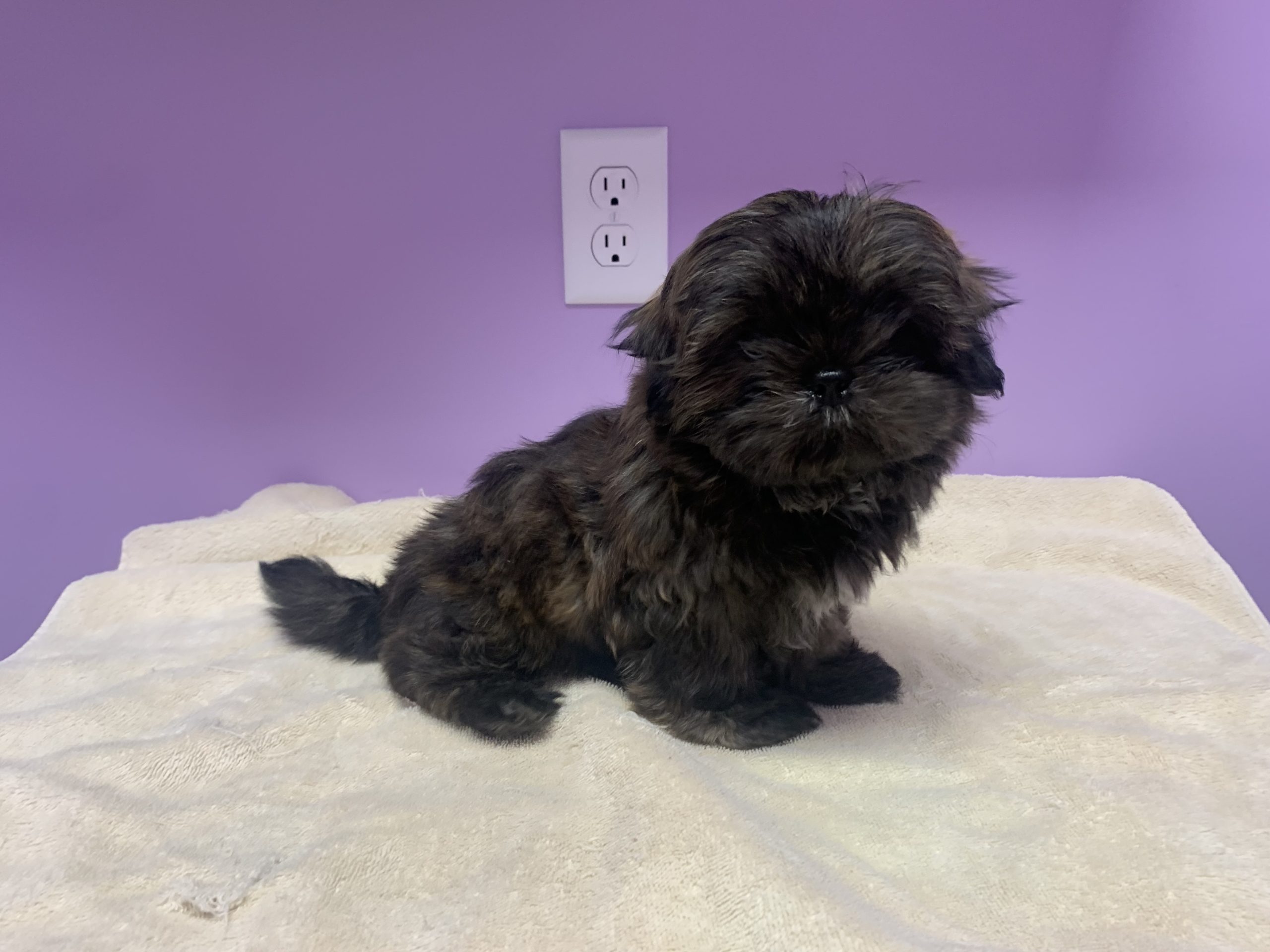 Shihtzu brindle male $799 SOLD!
