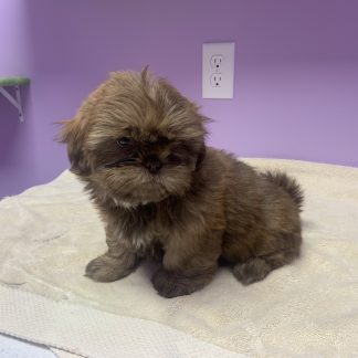Shihtzu female light brindle $799