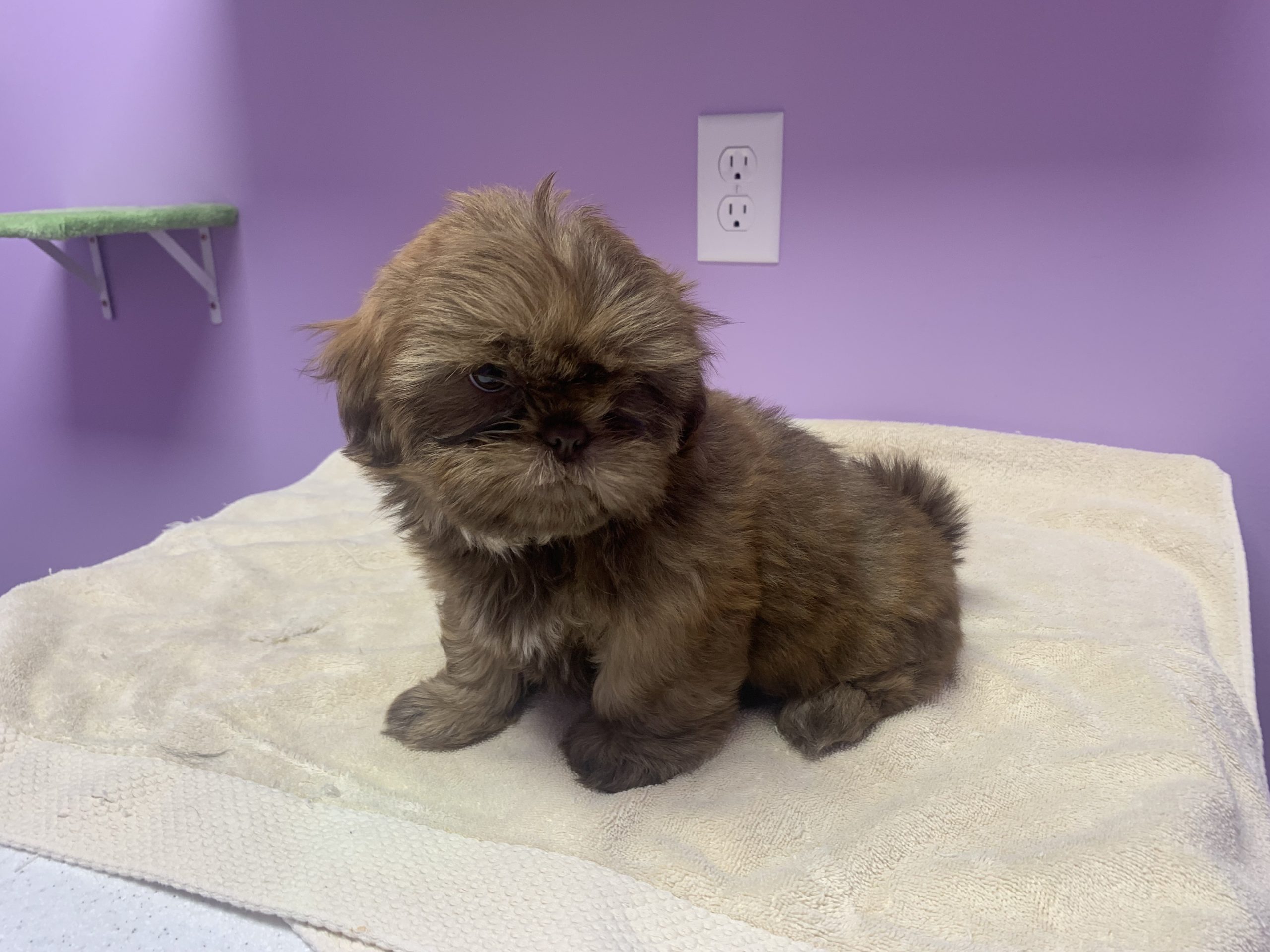 Shihtzu female light brindle $799 SOLD