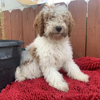 Female Mini Goldendoodle $799
