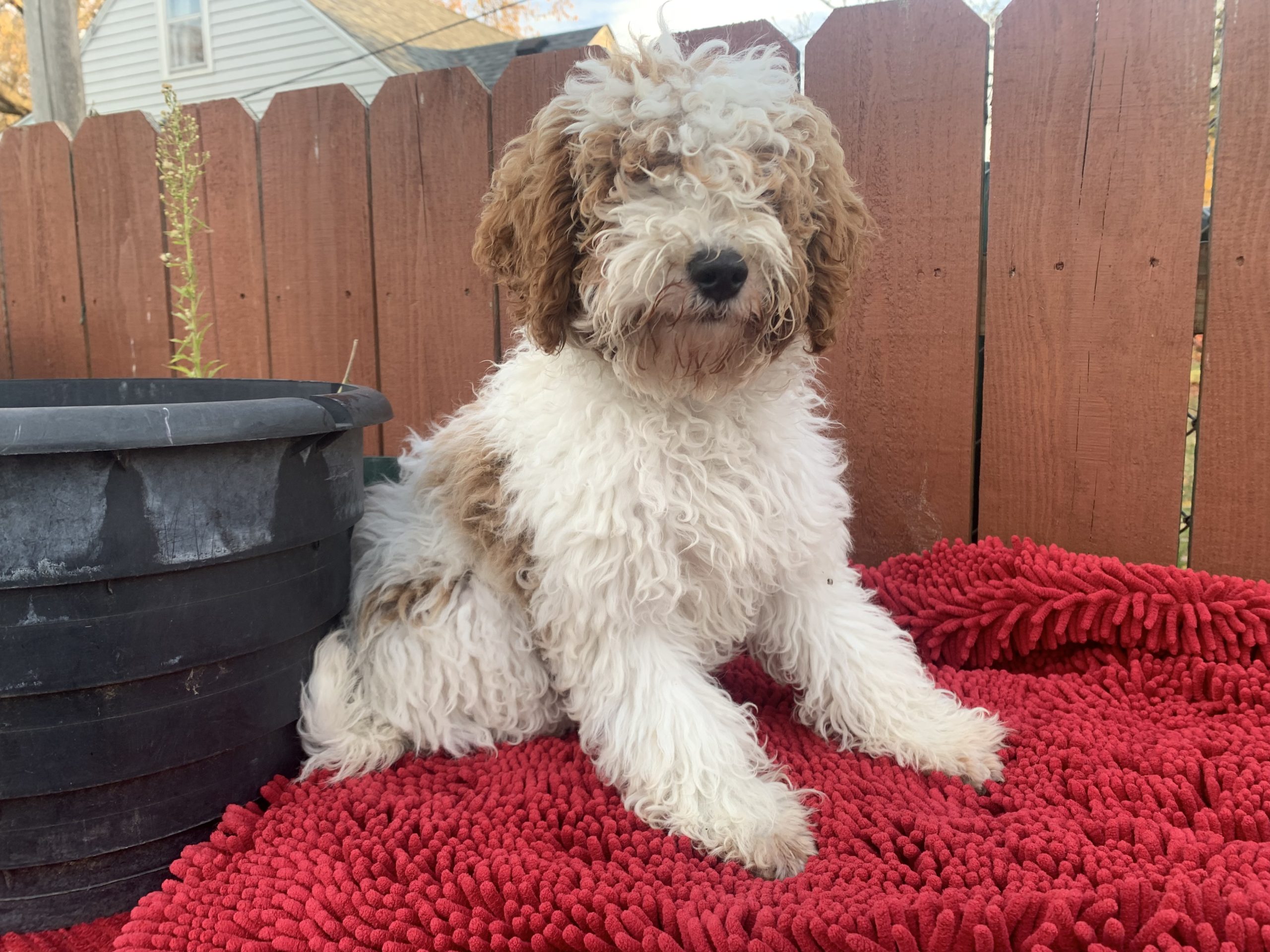 Female Mini Goldendoodle $799