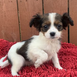 Mini-Aussie/Cavapoo male $899 SOLD!