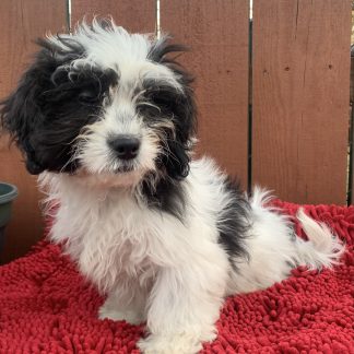 Female Teddy bear $799